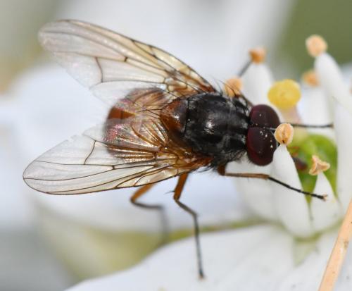 Réf. 271 409 : Phaonia subventa